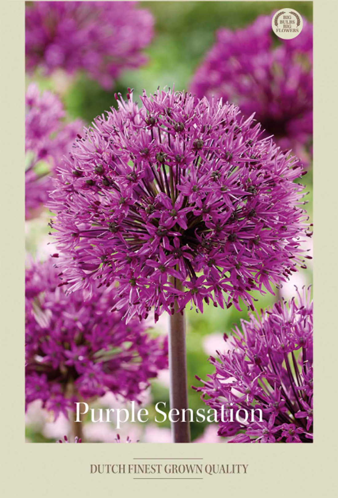 Allium Purple Sensation 5-pack