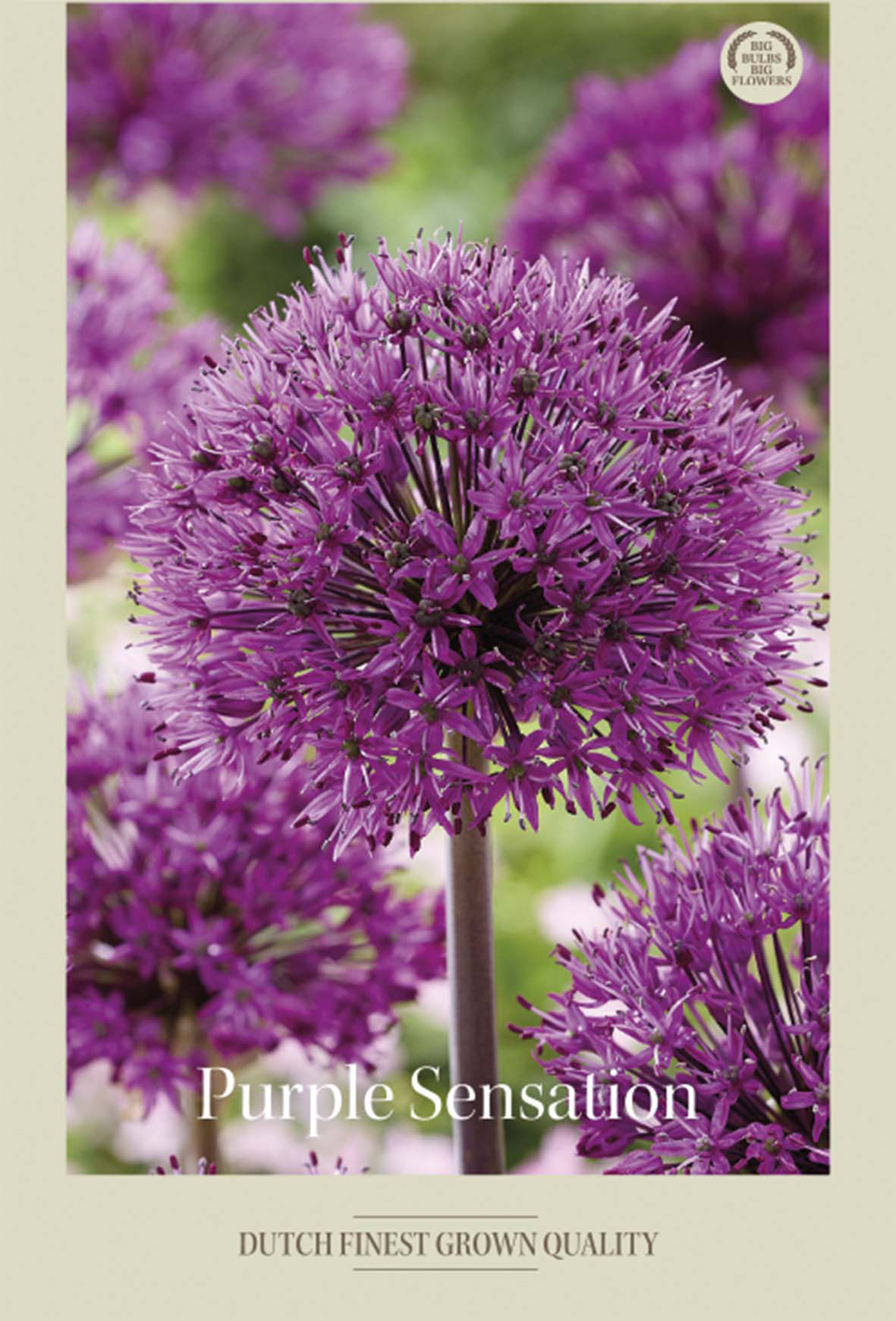 Allium Purple Sensation 5-pack