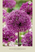 Allium Purple Sensation 5-pack