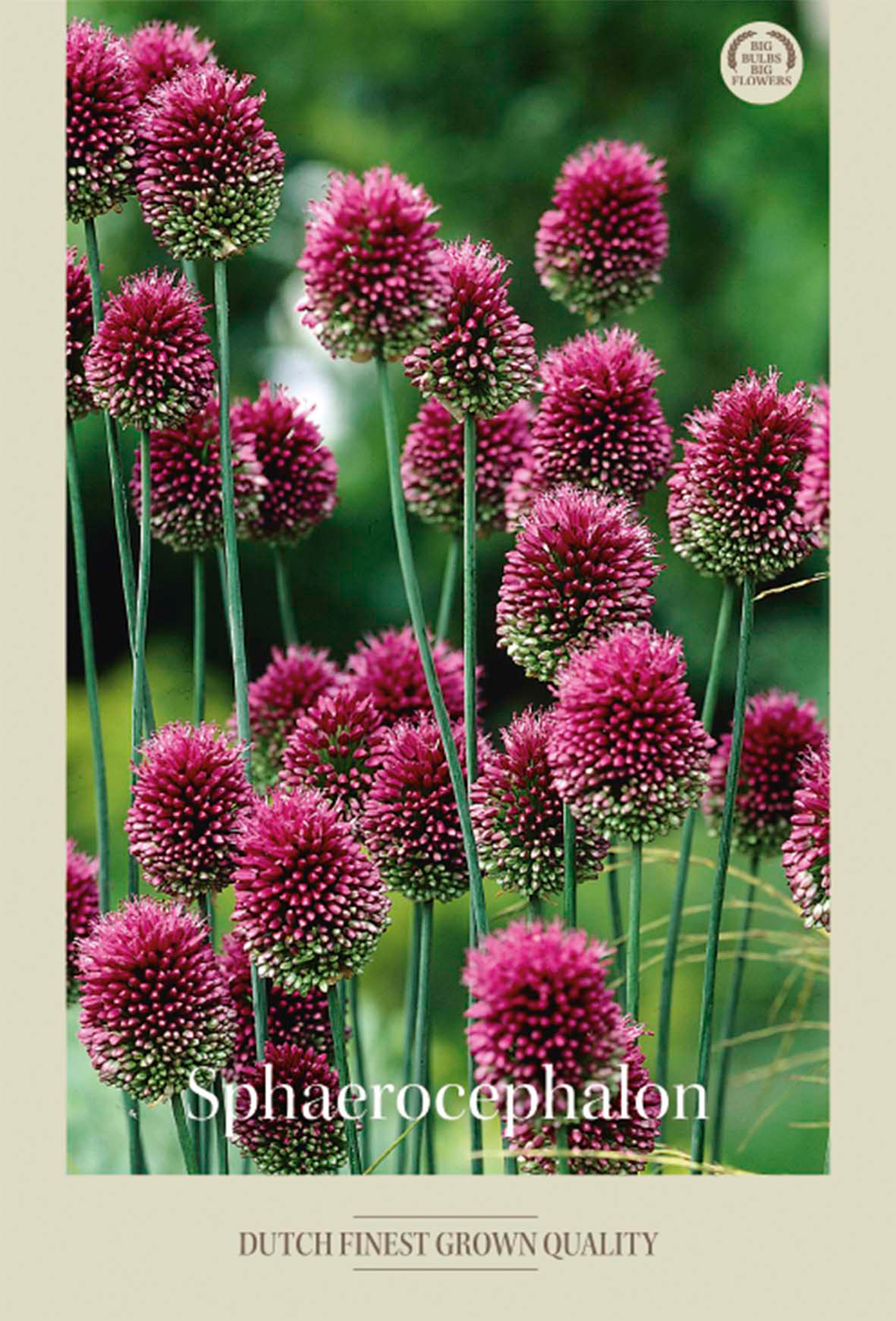 Allium Sphaerocephalon 20-pack