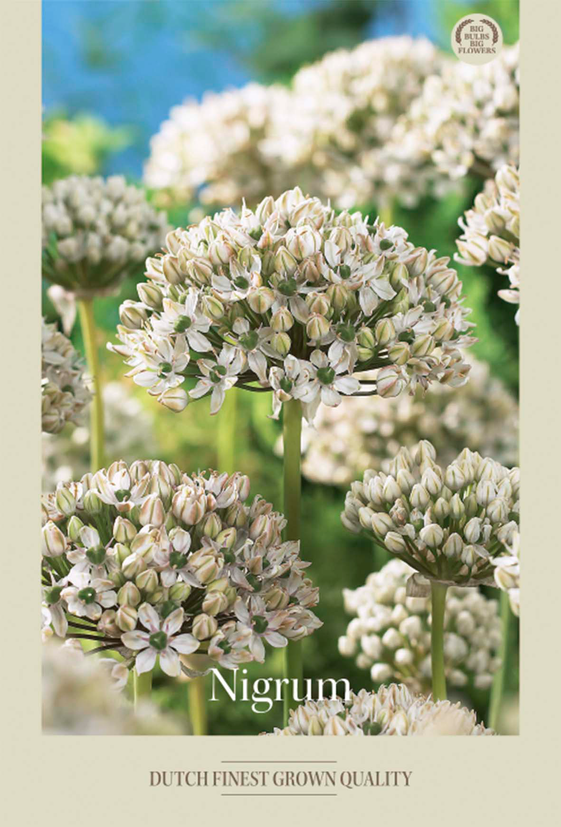 Allium Nigrum 5-pack