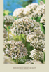 Allium Nigrum 5-pack