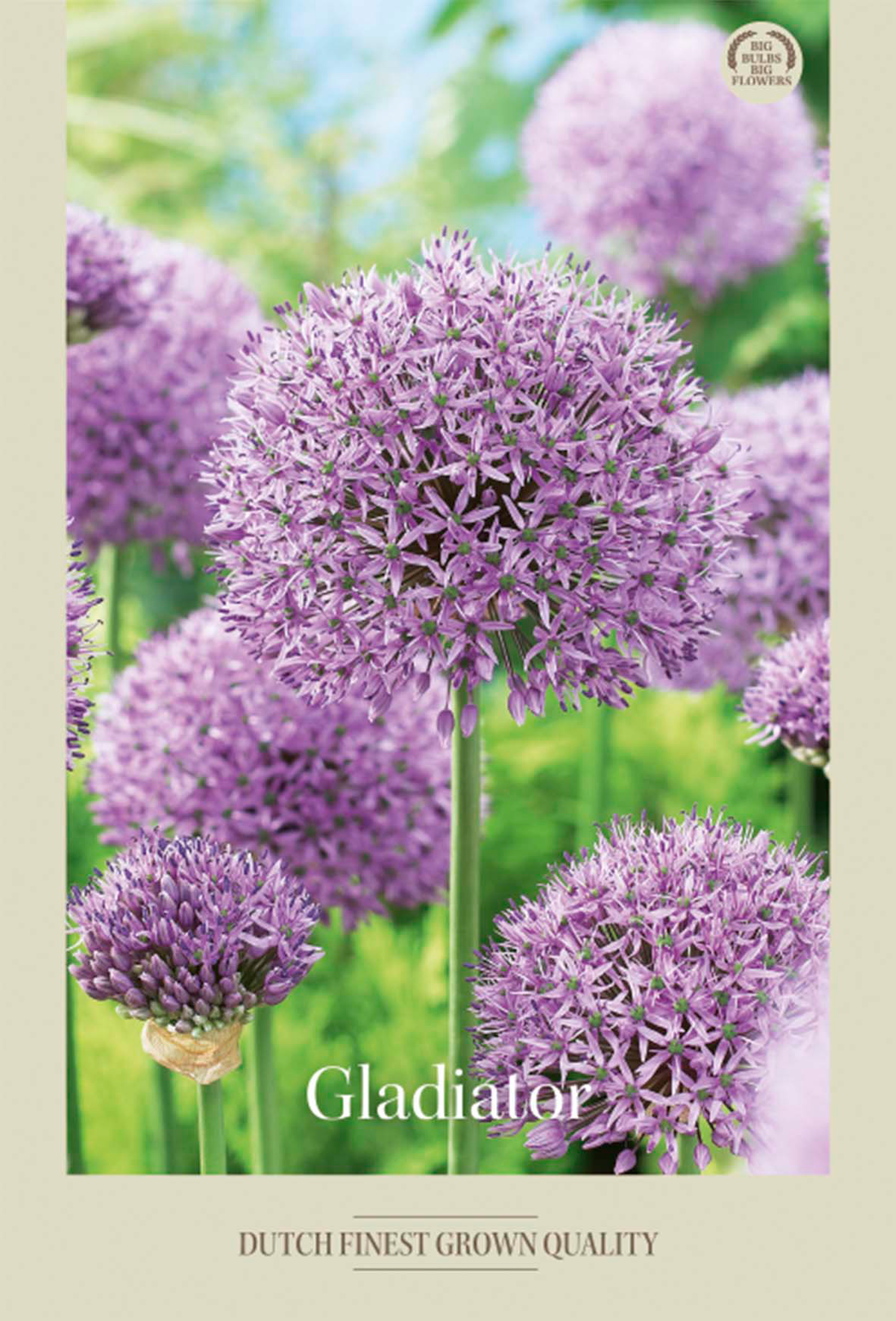 Allium Gladiator 2-pack