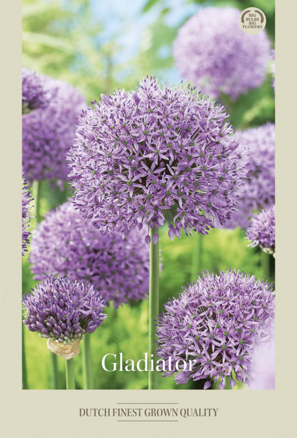 Allium Gladiator 2-pack