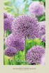 Allium Gladiator 2-pack