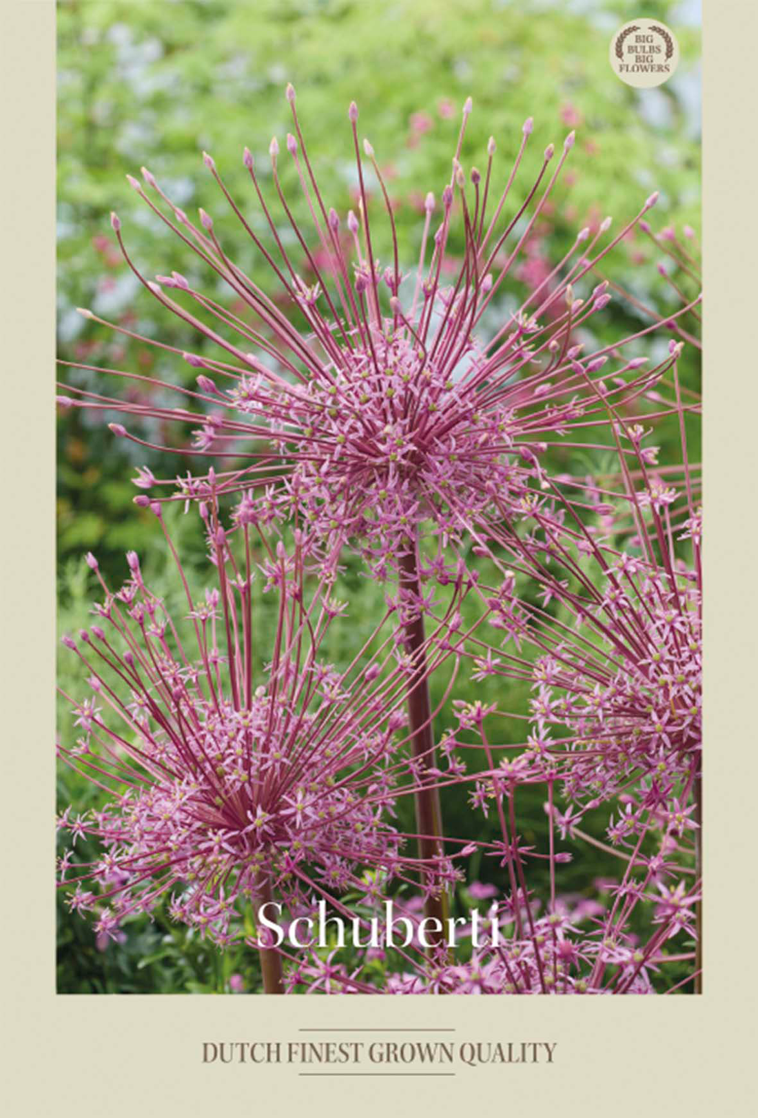 Allium Schuberti 3-pack