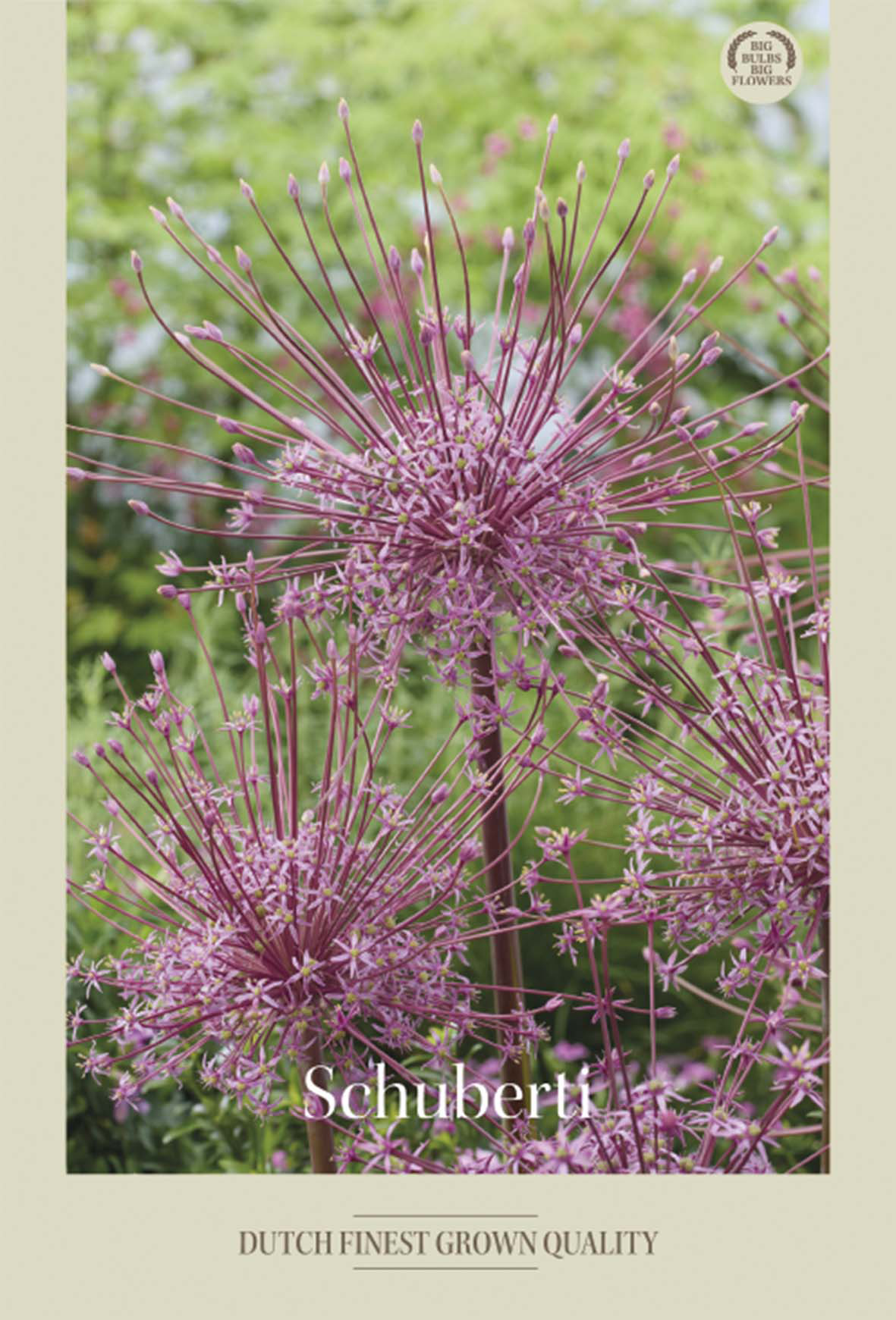 Allium Schuberti 3-pack