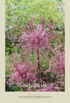 Allium Schuberti 3-pack