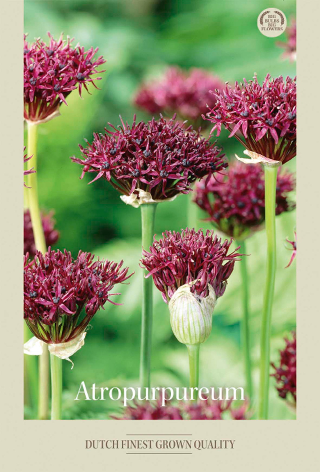 Allium Atropurpureum 5-pack