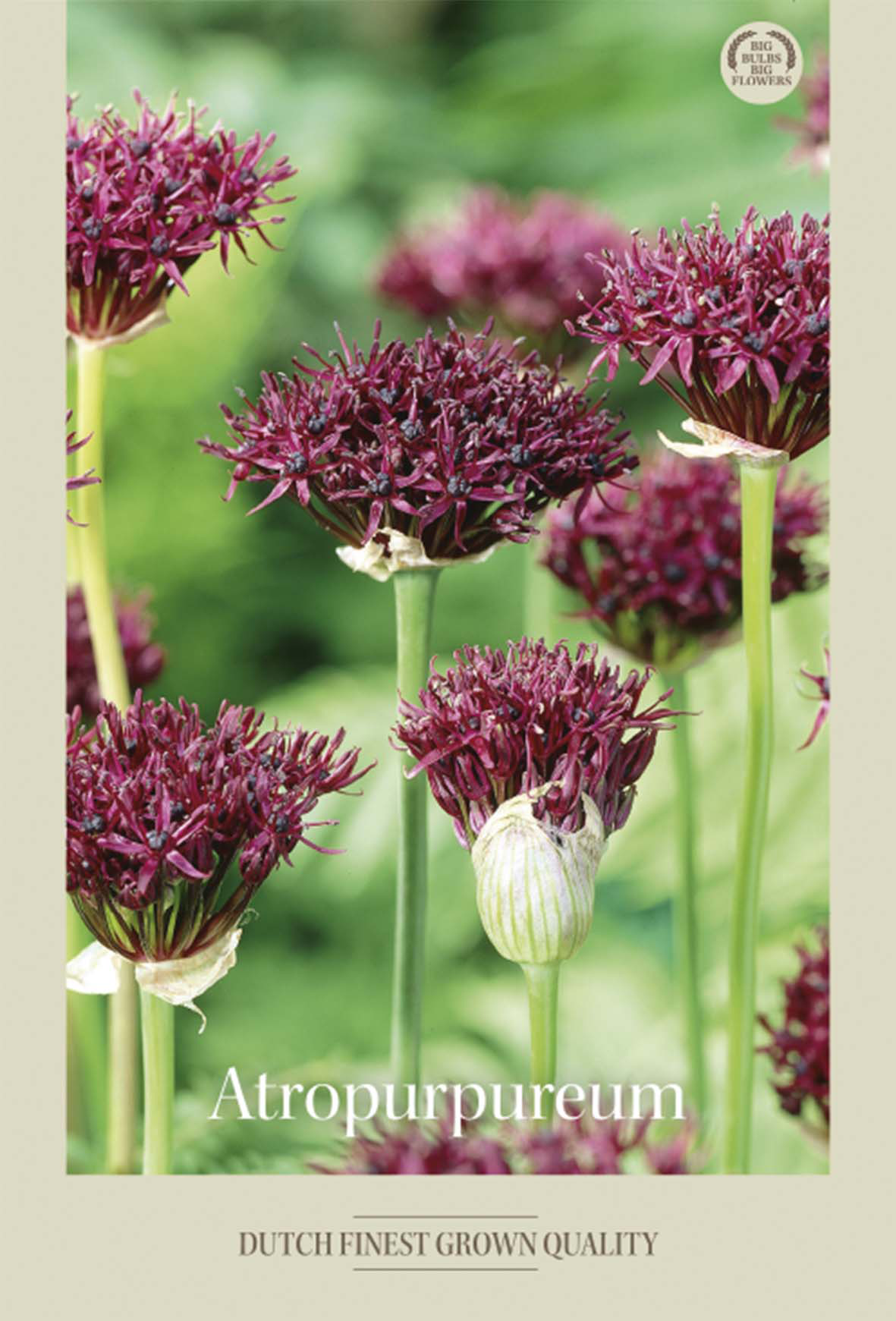 Allium Atropurpureum 5-pack