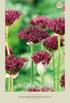 Allium Atropurpureum 5-pack