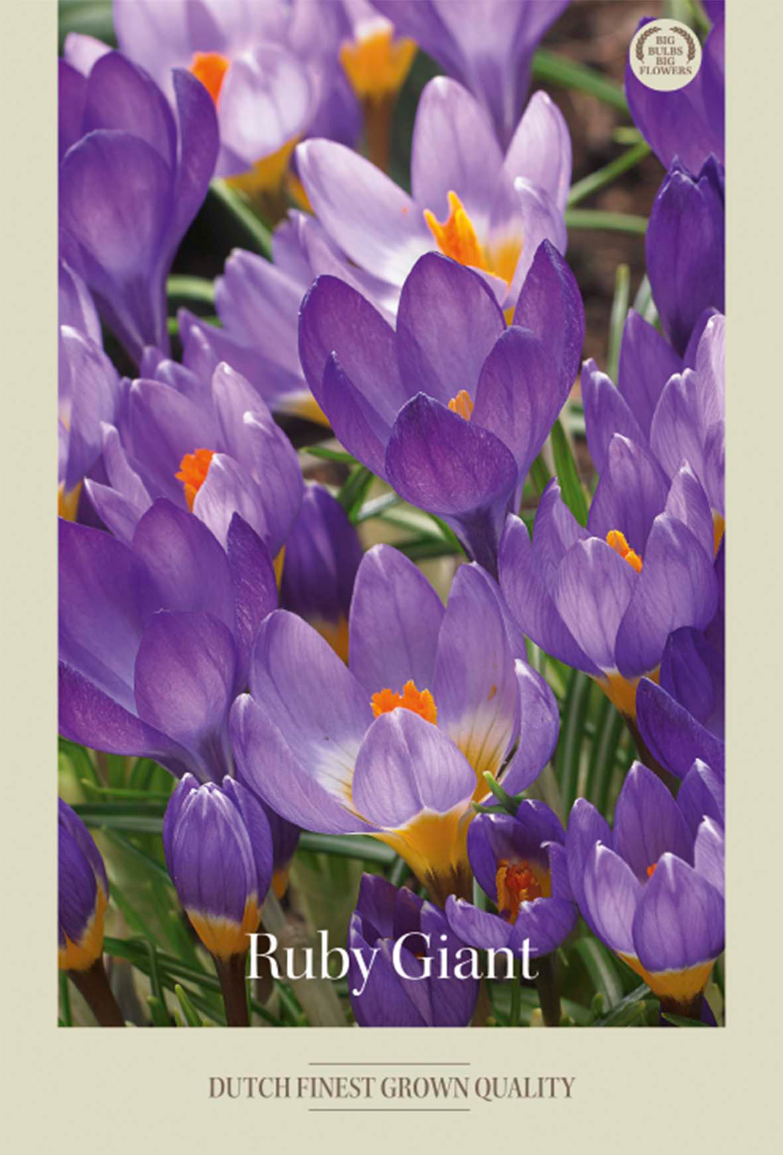 Krokus Ruby Giant 20-pack
