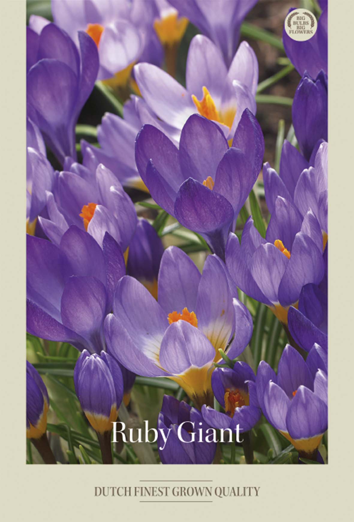 Krokus Ruby Giant 20-pack