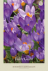Krokus Ruby Giant 20-pack
