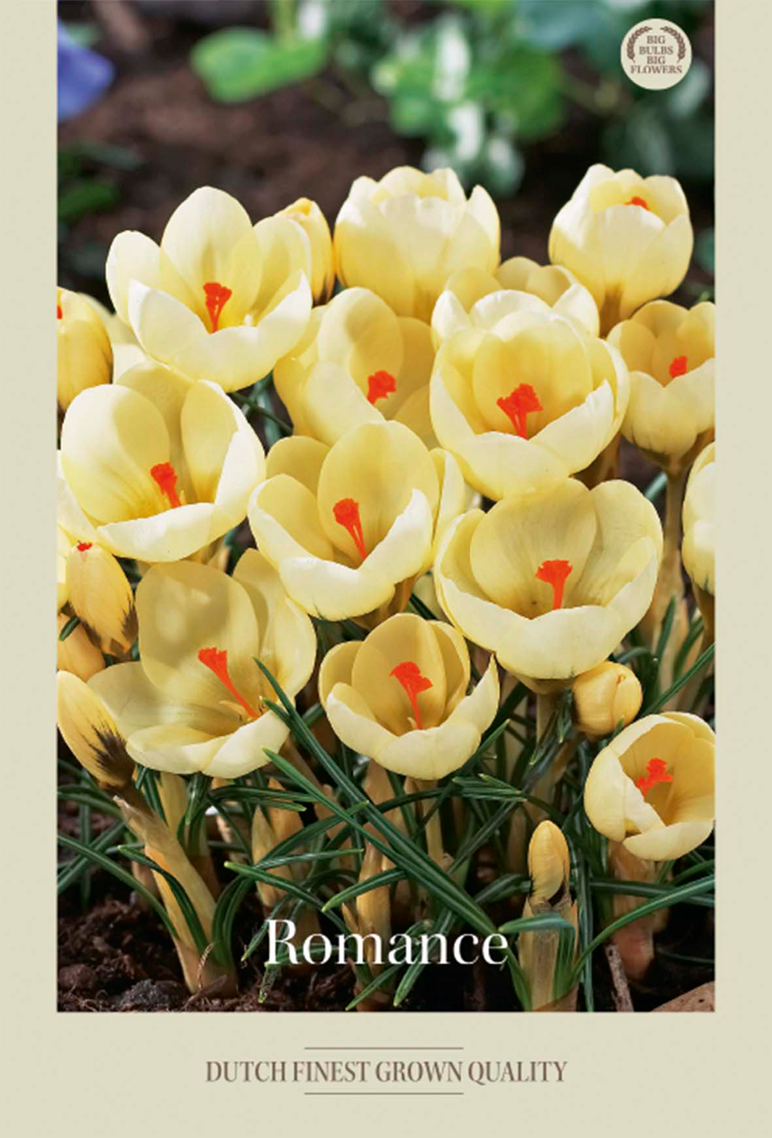 Krokus Romance 20-pack