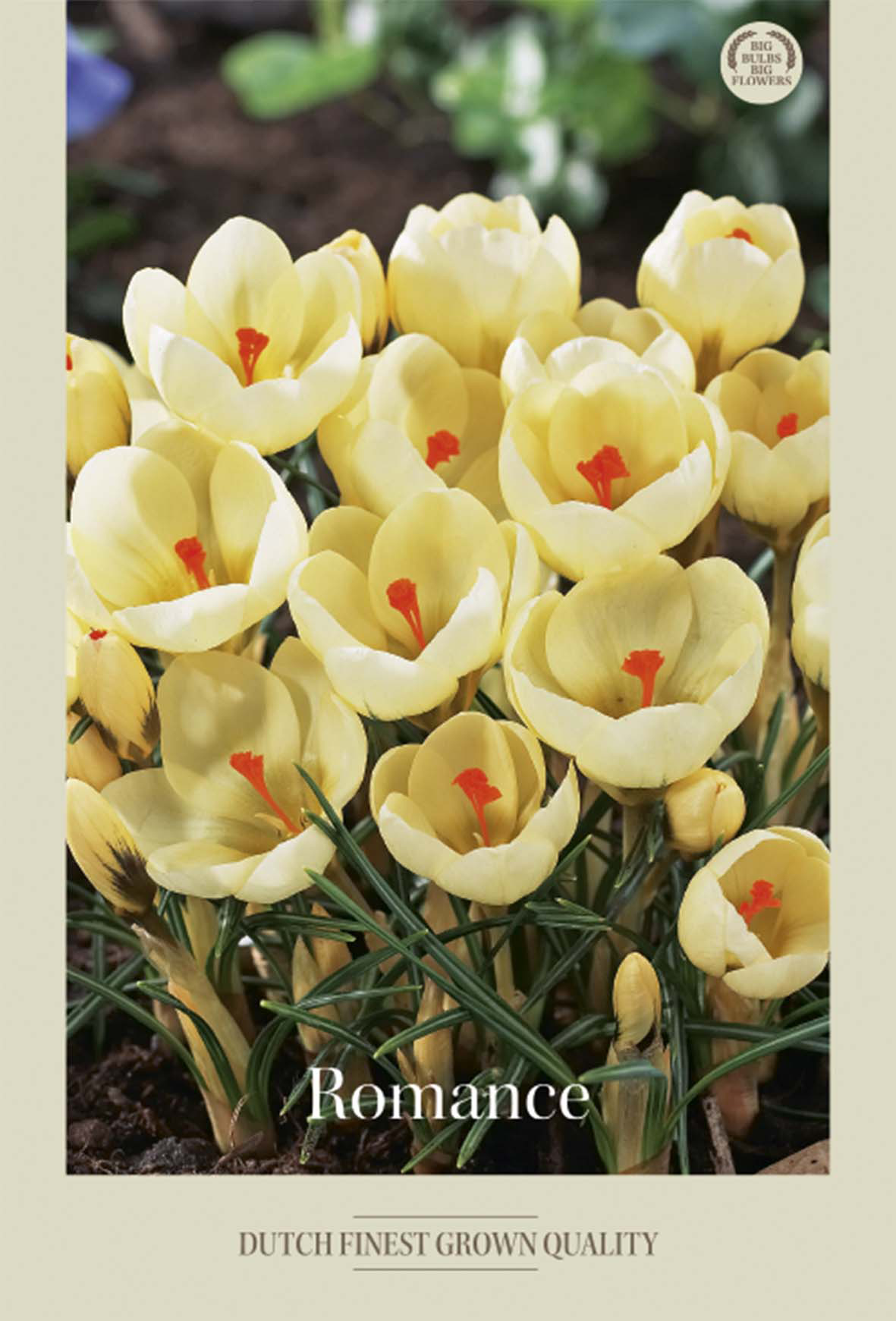 Krokus Romance 20-pack