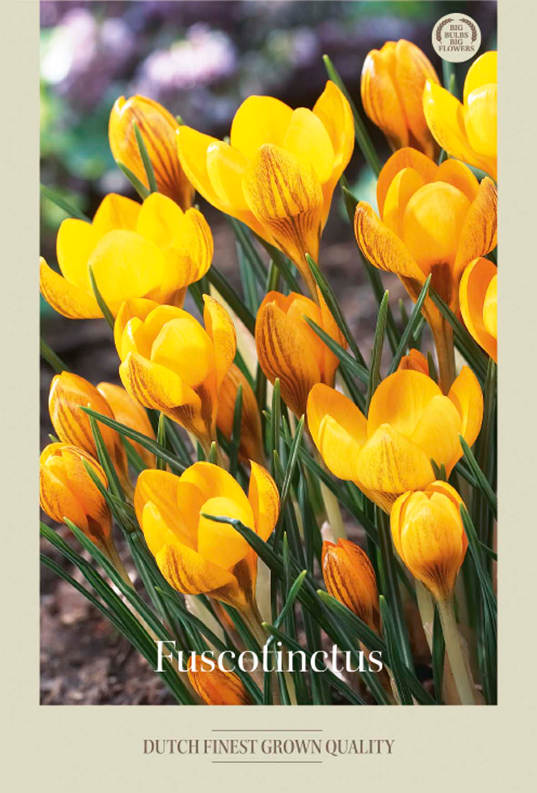 Krokus Fuscotinctus 20-pack
