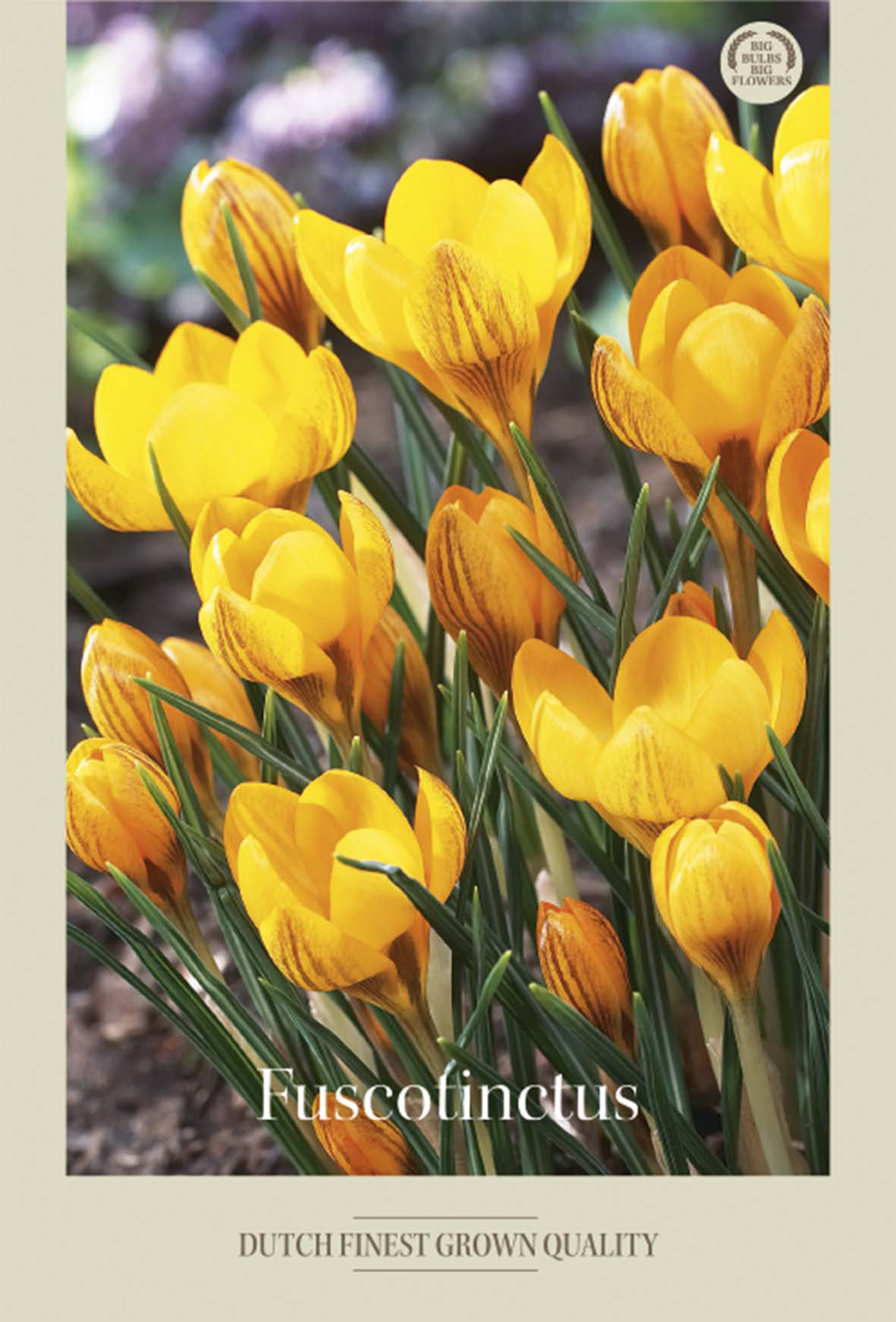 Krokus Fuscotinctus 20-pack