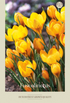 Krokus Fuscotinctus 20-pack