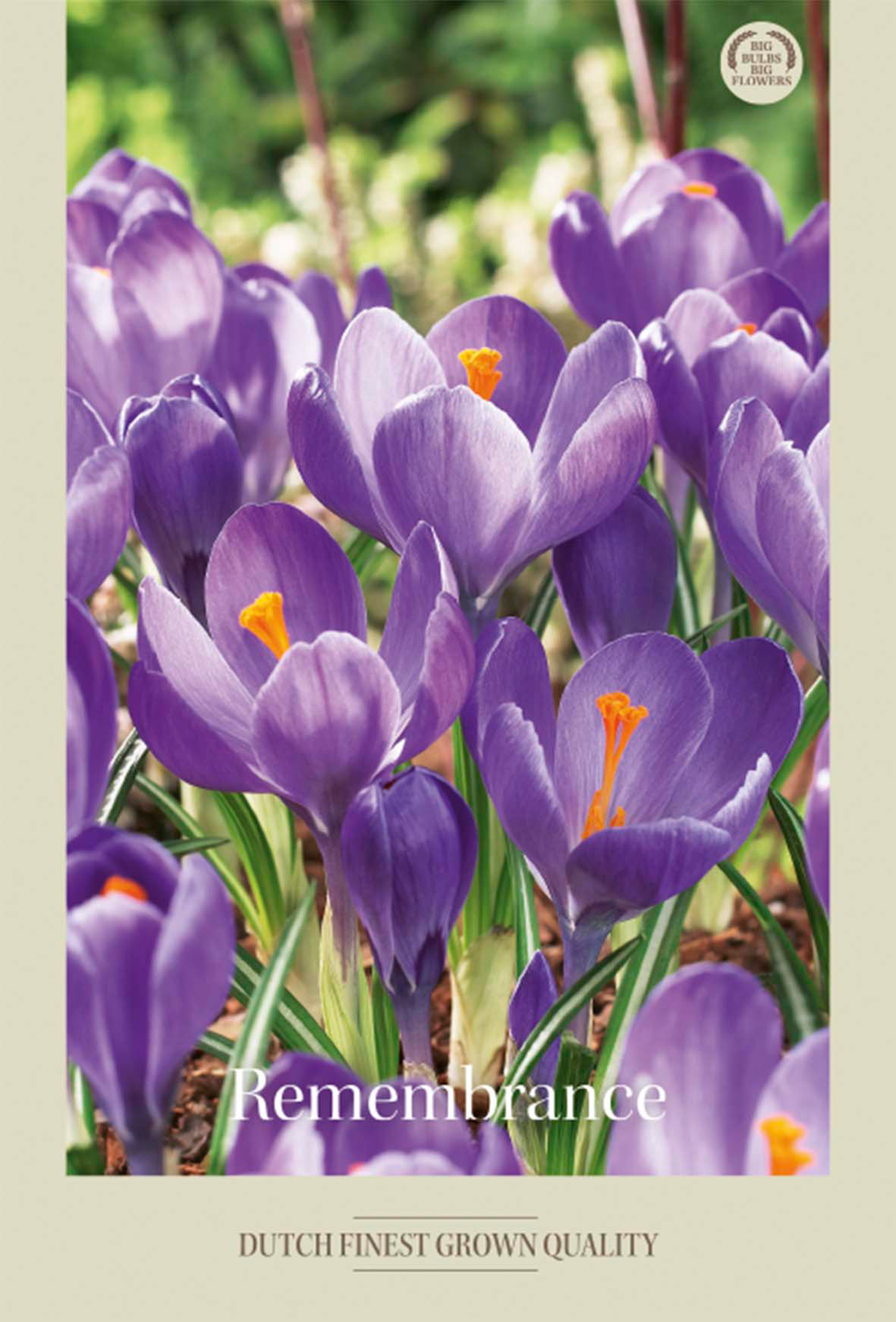 Krokus Remmenbrance 10-pack