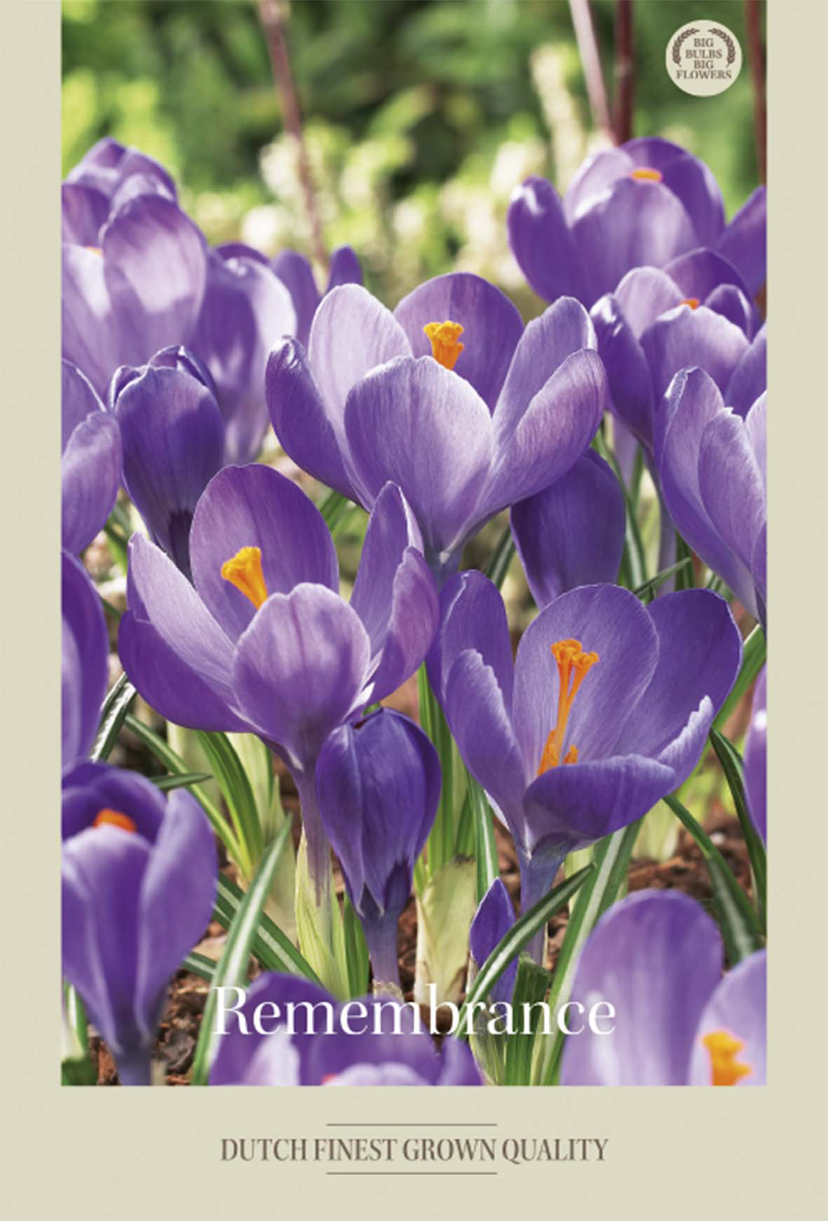 Krokus Remmenbrance 10-pack