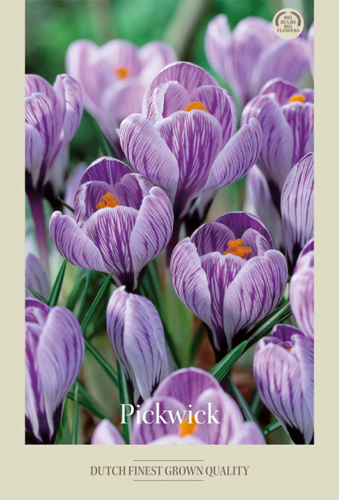 Krokus Pick Wick 10-pack