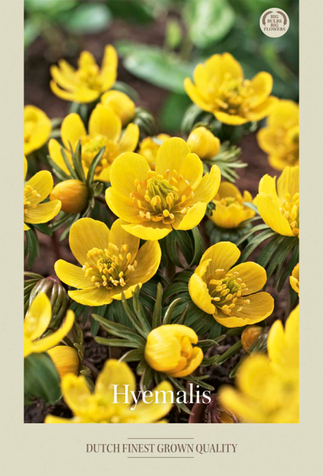 Vintergäck Hyemalis 10-pack