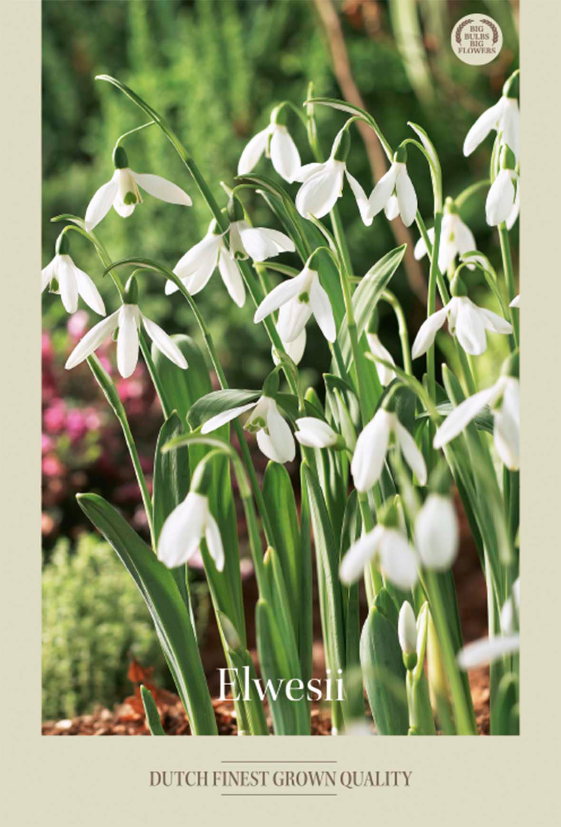 Snödroppe Elwesii 10-pack