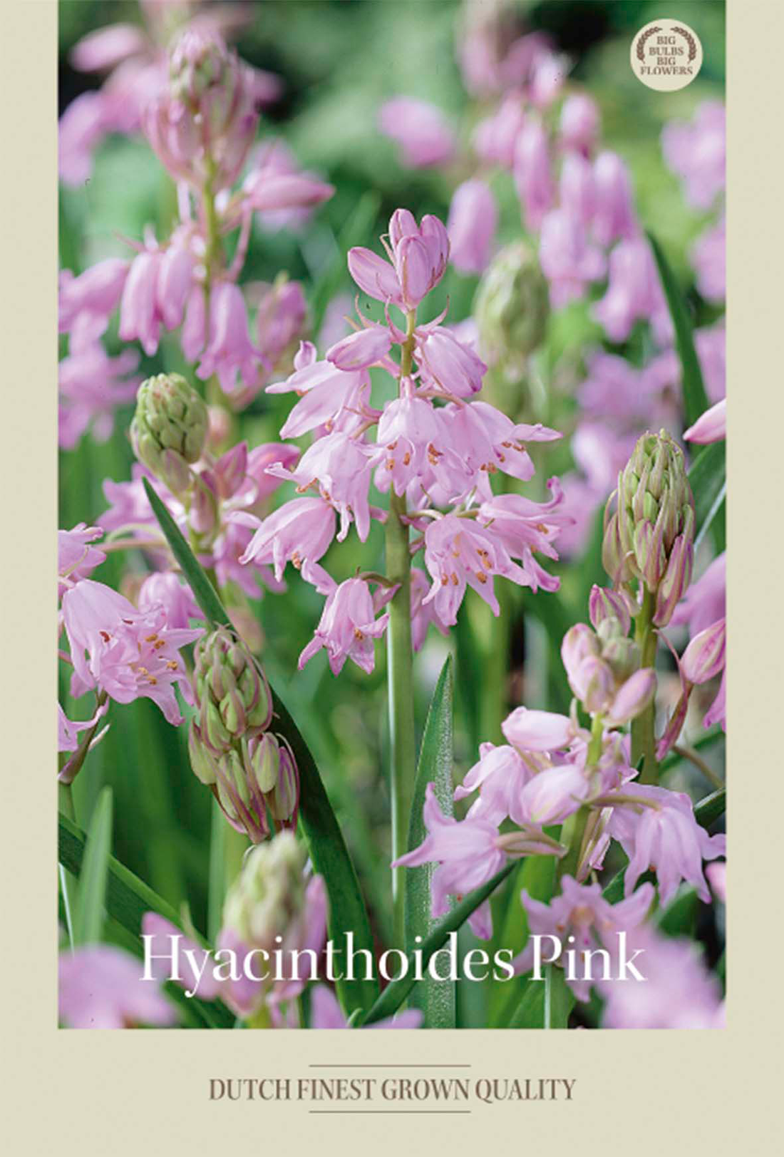 Skogshyacint Pink 10-pack
