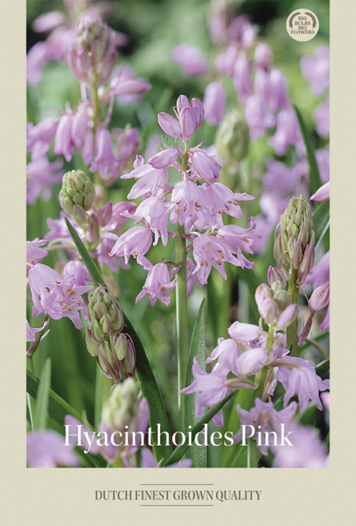 Skogshyacint Pink 10-pack