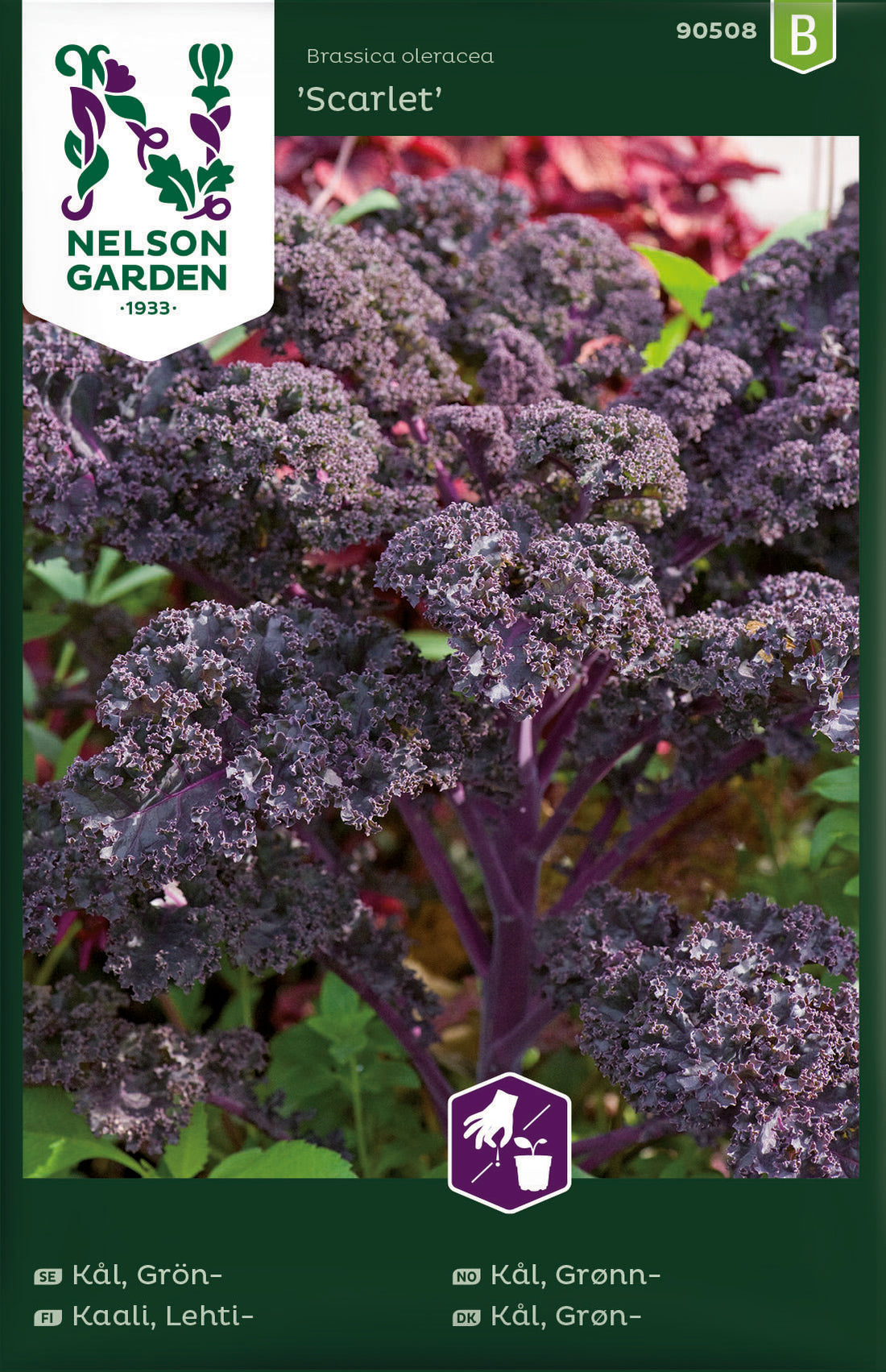 Kål Grön- Scarlet röd