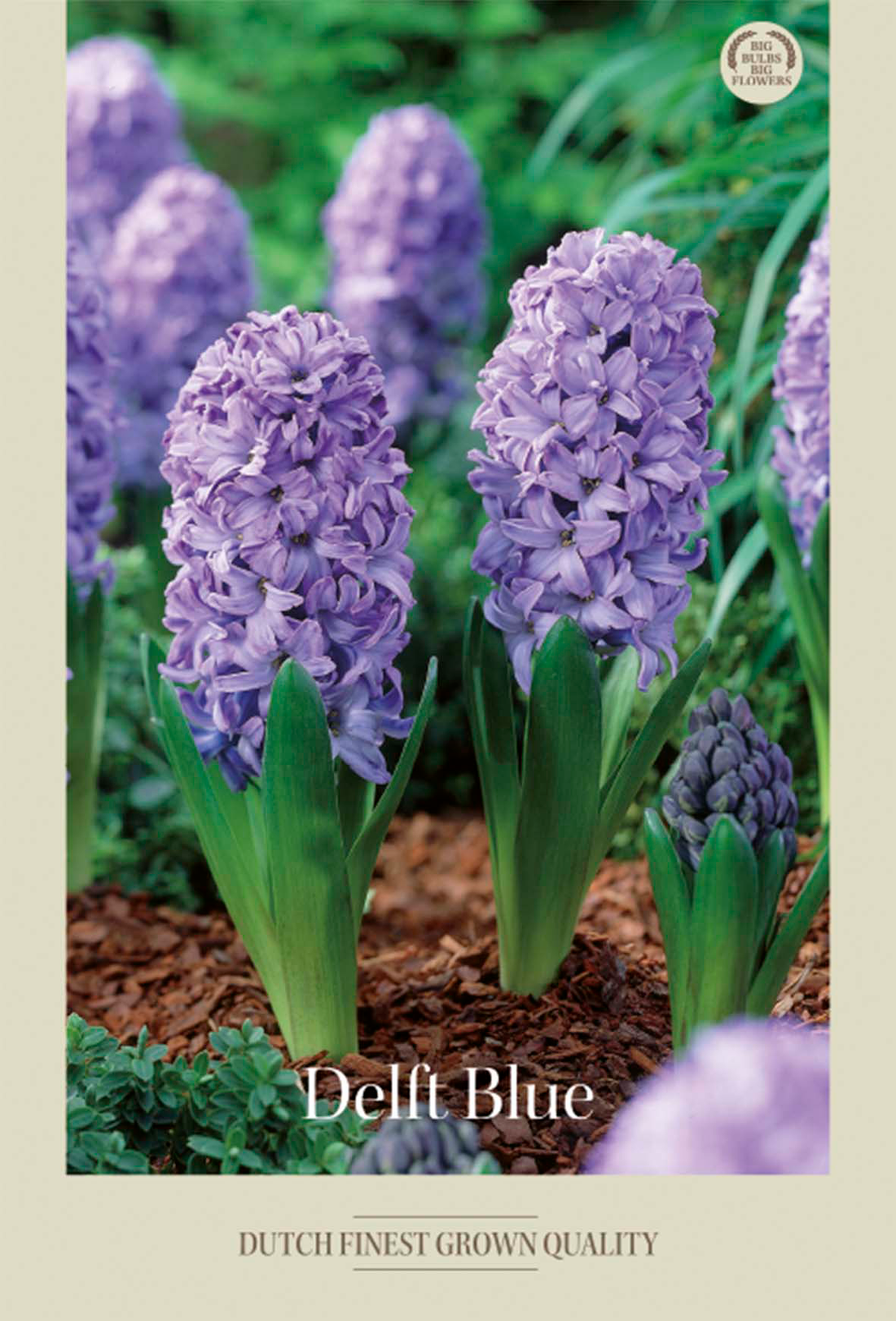 Hyacint Delft Blue 5-pack
