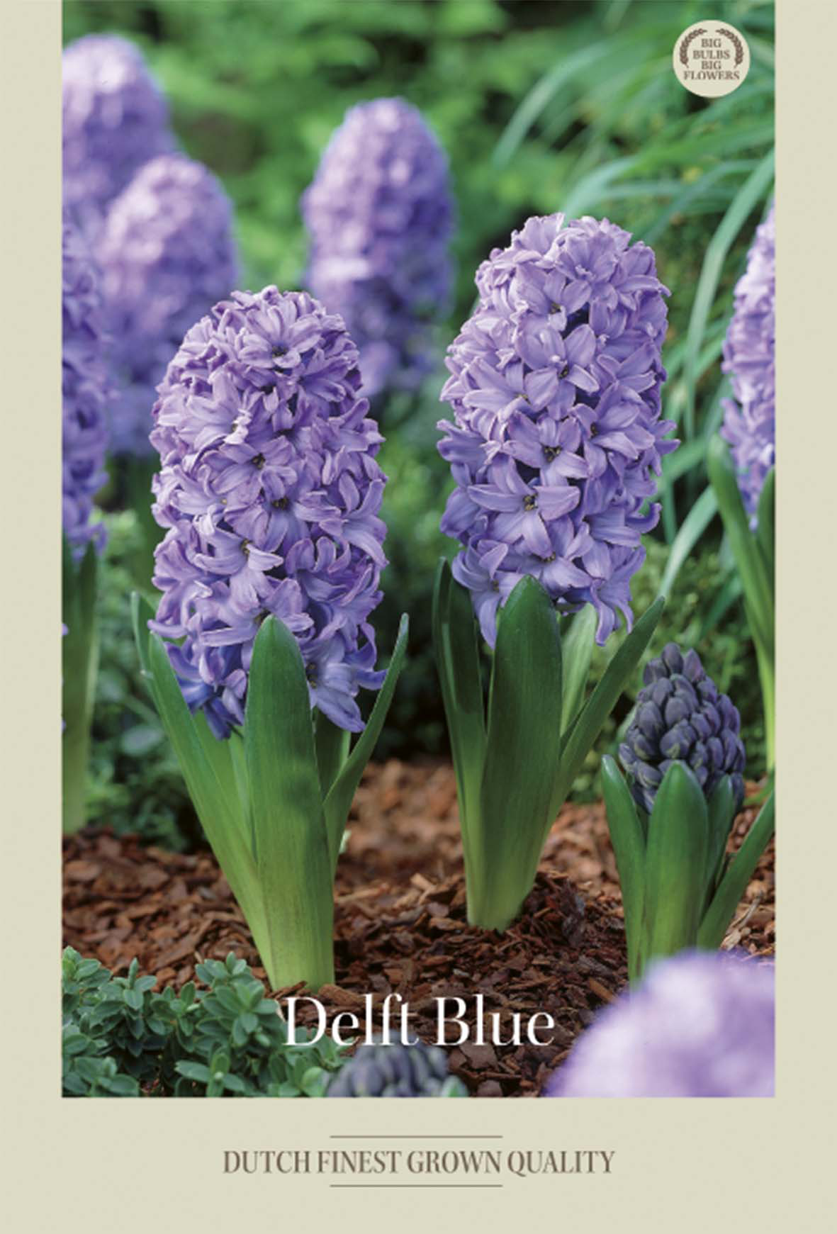 Hyacint Delft Blue 5-pack