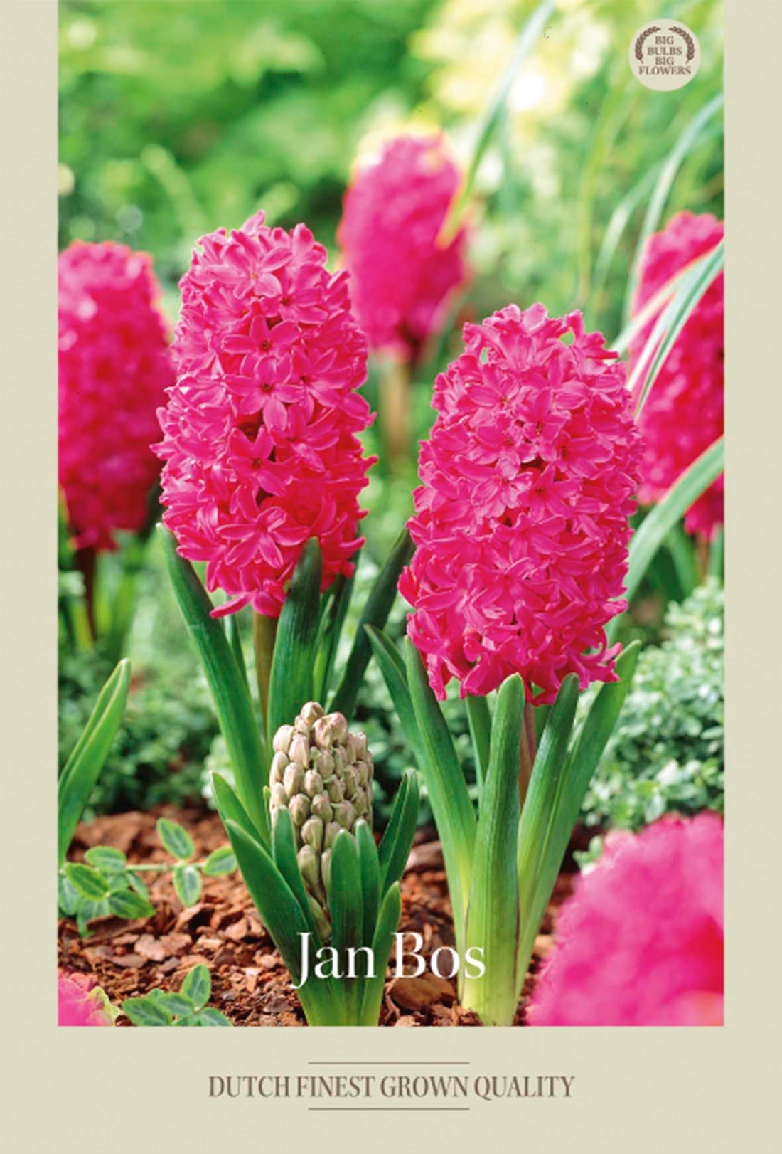 Hyacint Jan Bos 5-pack
