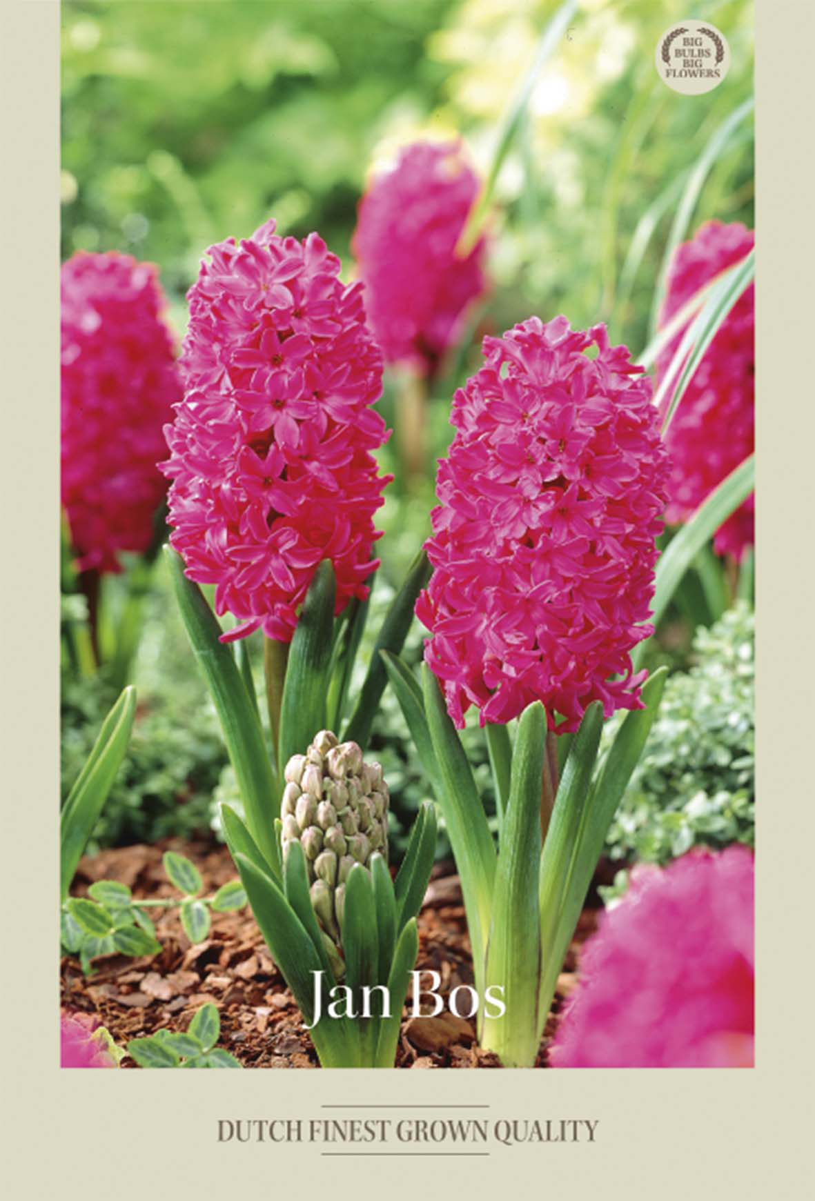 Hyacint Jan Bos 5-pack