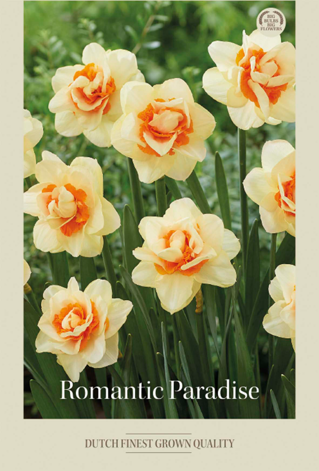 Narciss Romantic Paradise 5-pack