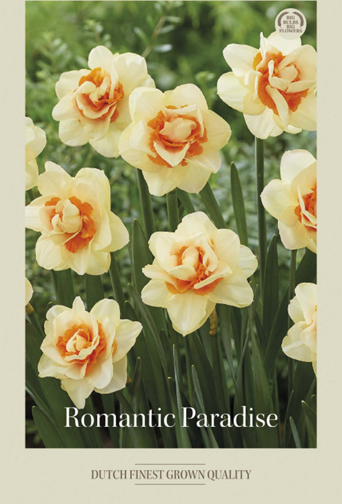 Narciss Romantic Paradise 5-pack