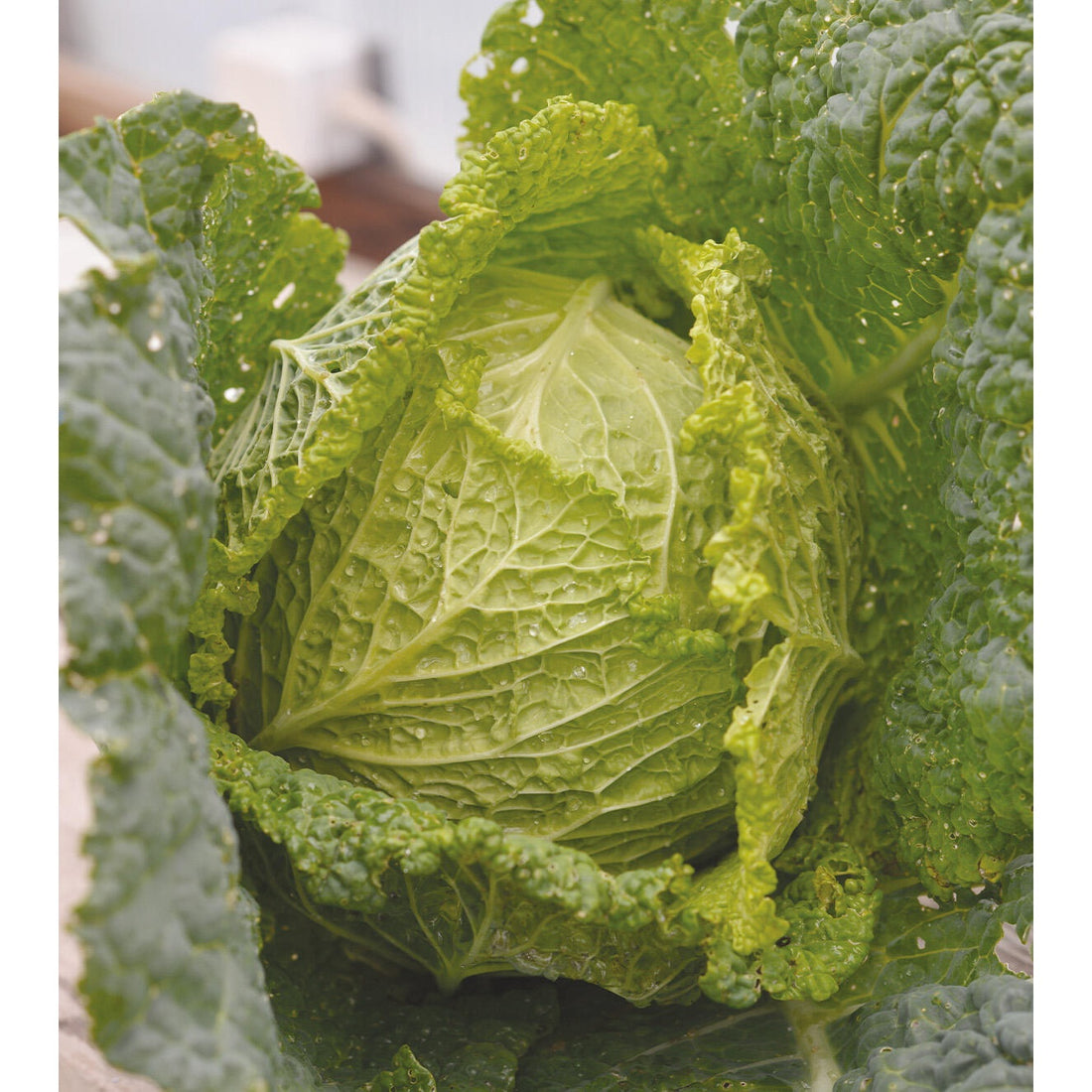 Kål Savoj- Convoy F1