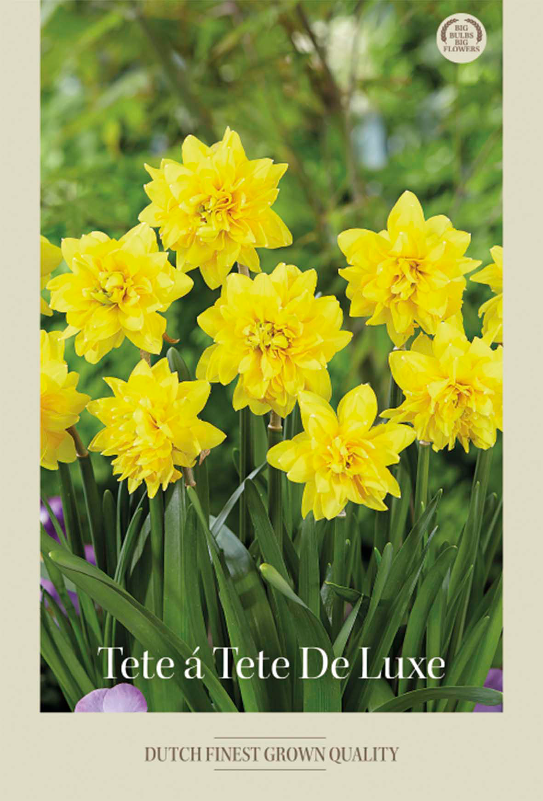 Narciss Tete á Tete De Lux 7-pack