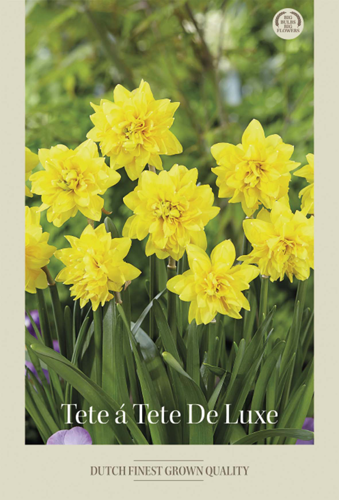 Narciss Tete á Tete De Lux 7-pack