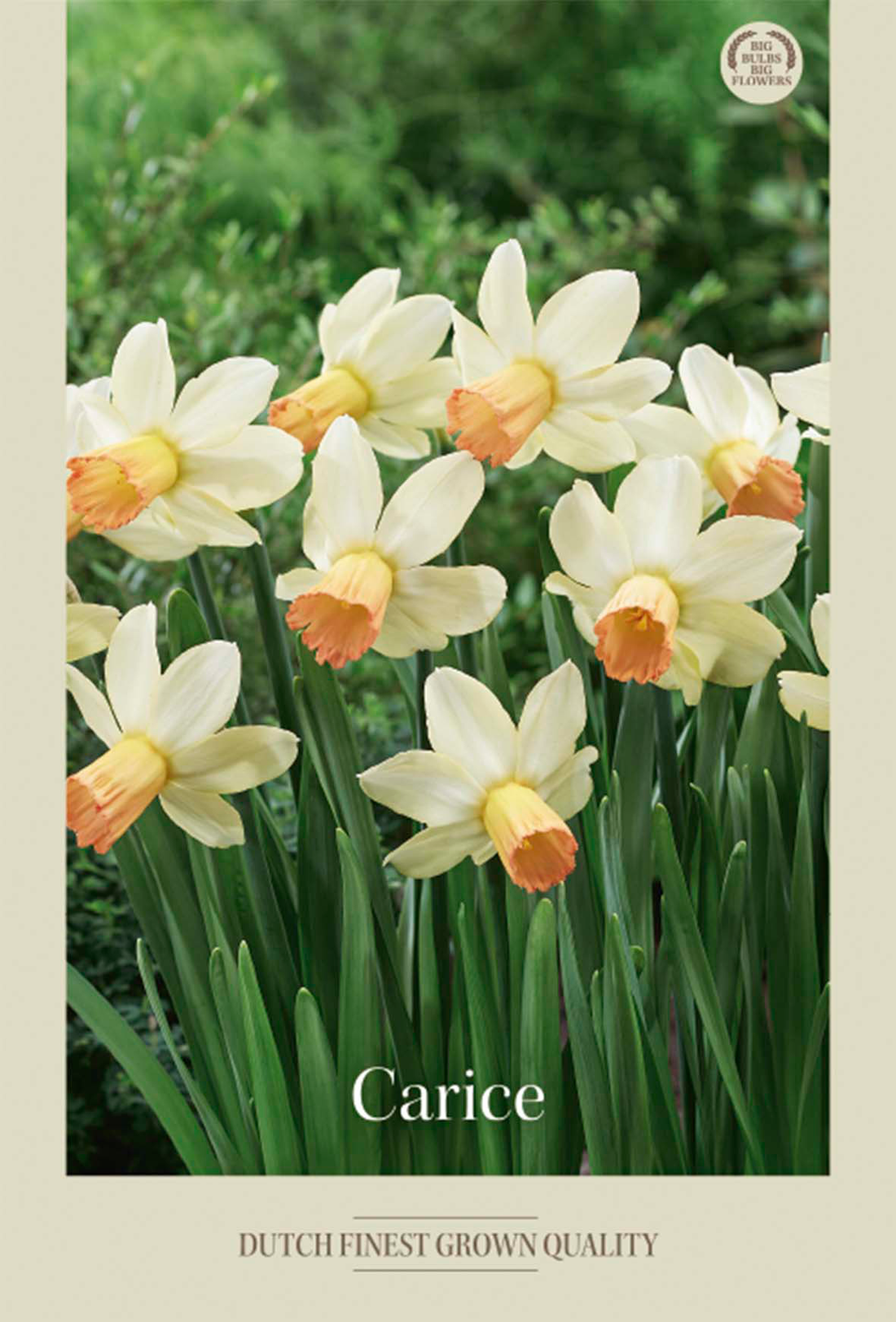 Narciss Carice 7-pack