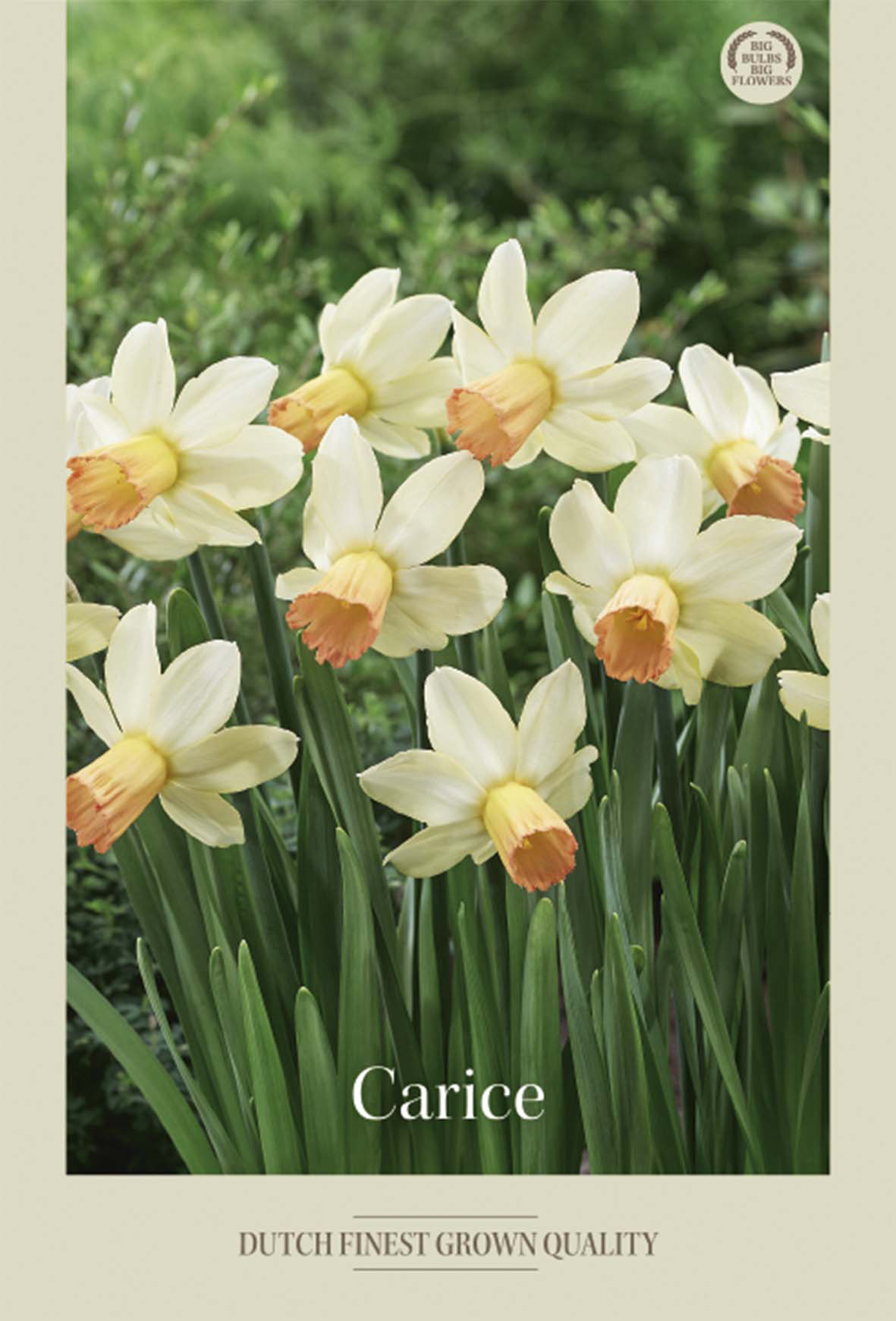 Narciss Carice 7-pack