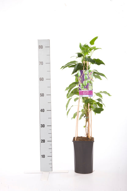 Krusbärskiwi Actinidia arguta &