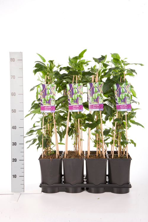 Actinidia arguta &