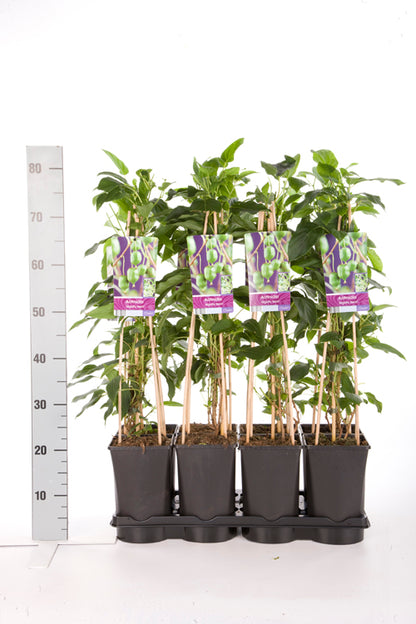 Actinidia arguta &