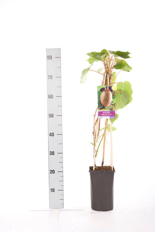 Actinidia delic. &