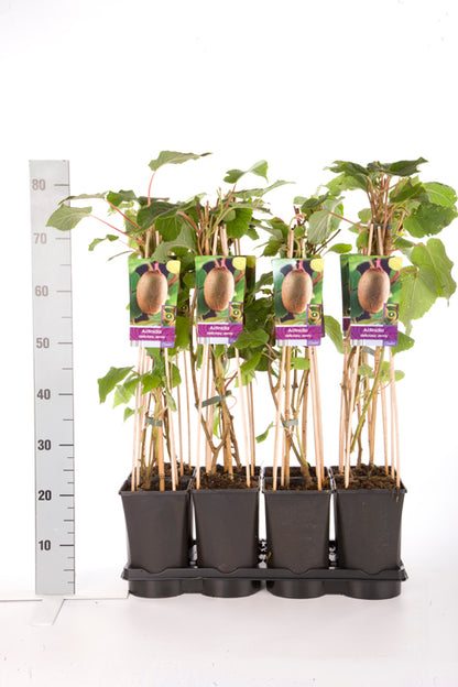 Actinidia delic. &