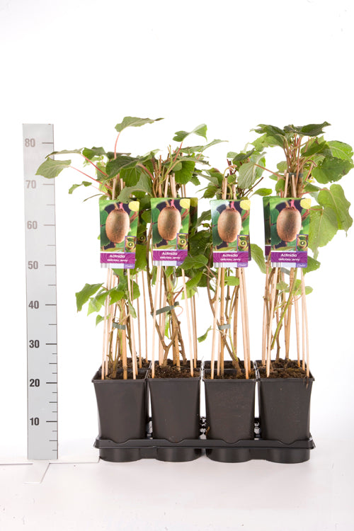 Actinidia delic. &