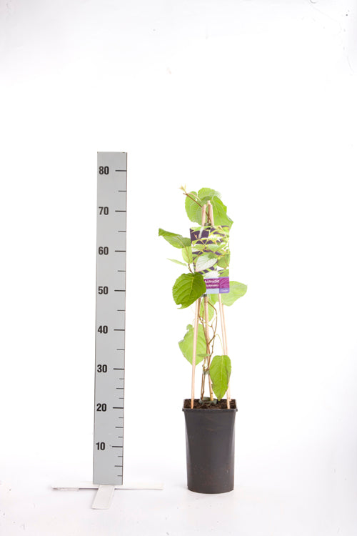 Kiwi kolomikta - C2,5 70 CM 4 ST(SP)