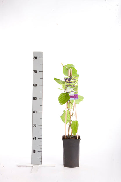 Actinidia kolomikta C2,5 (2,5 liters kruka) 70 cm